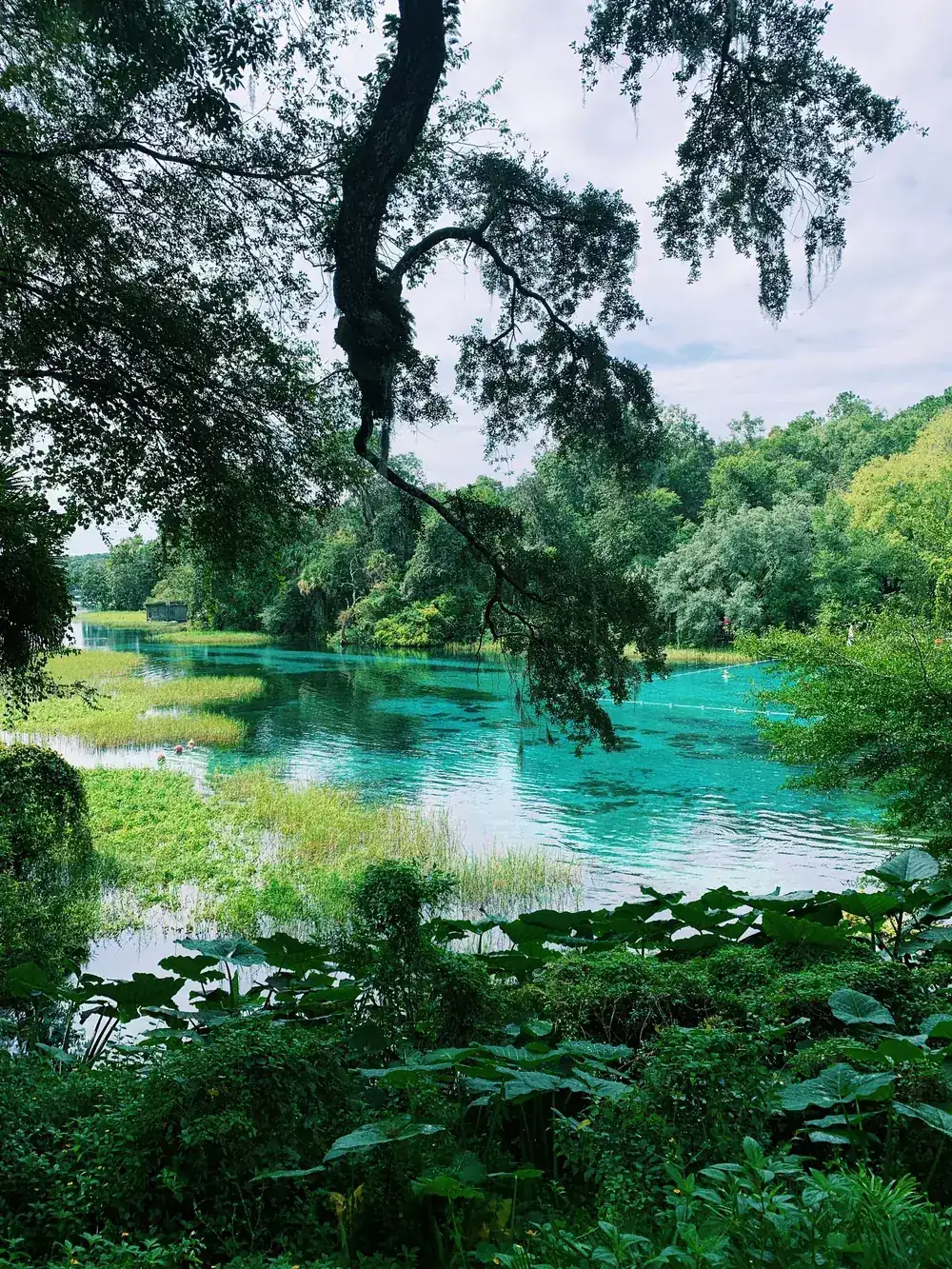 Clear turquoise Florida spring run framed by live oaks and Spanish moss