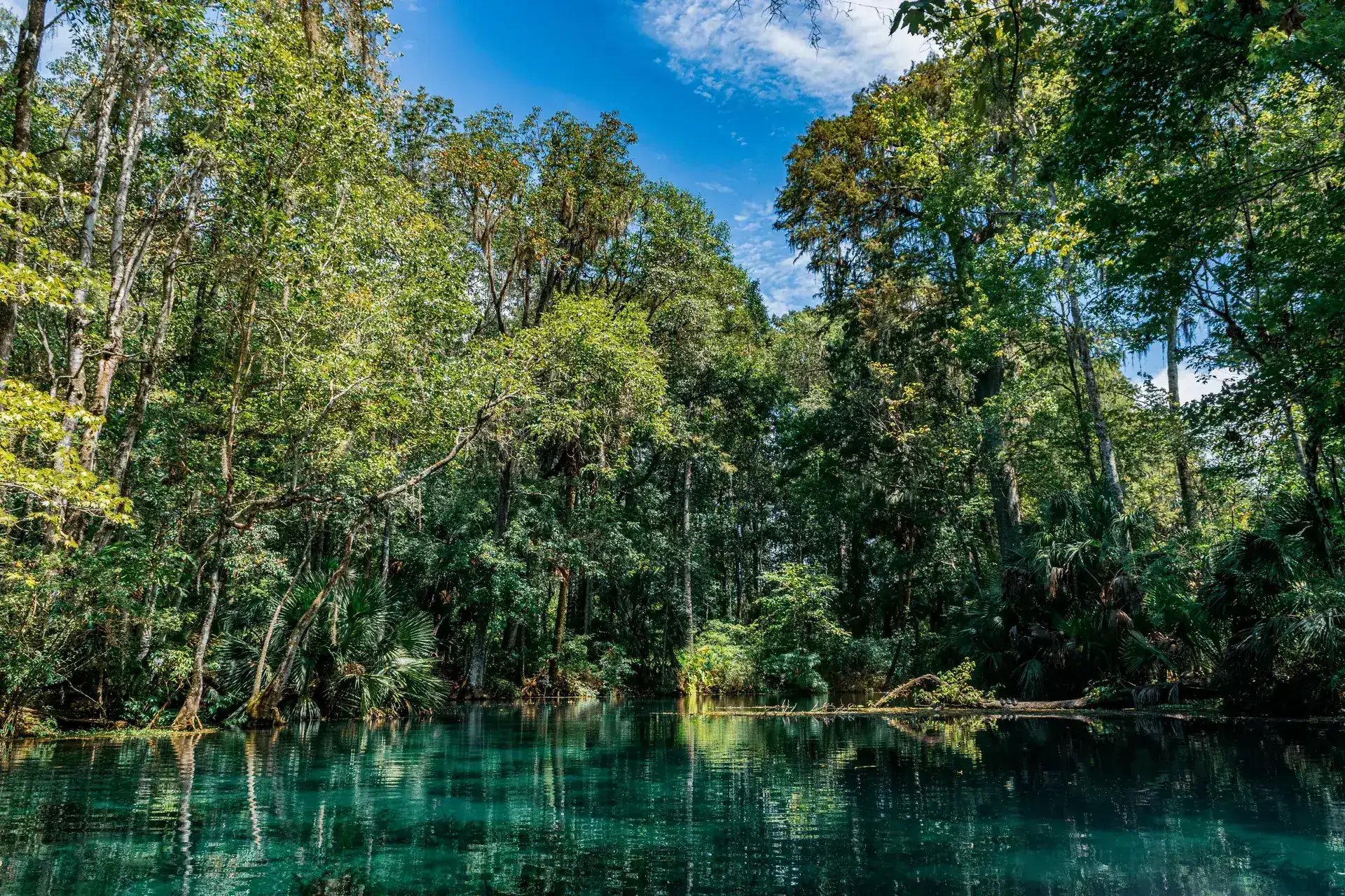 Clear spring-fed river running through Florida hardwood forest on the Springs Coast